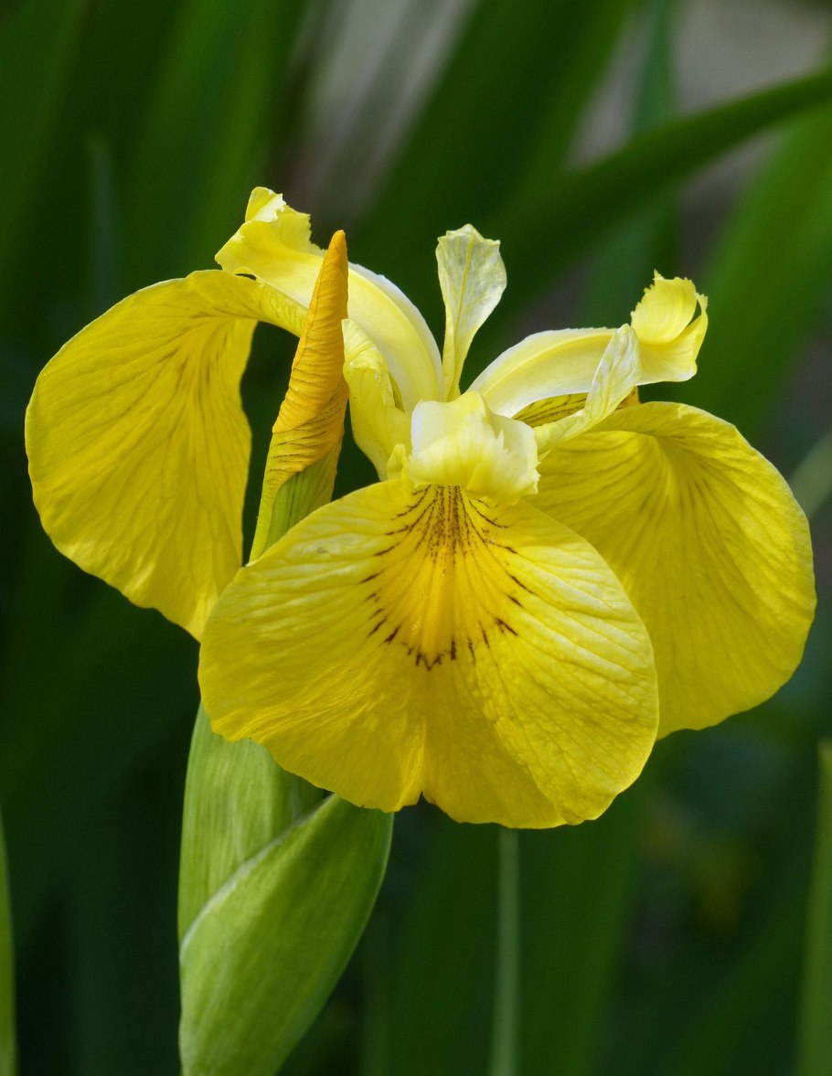 Ирис болотный (Iris pseudacorus)