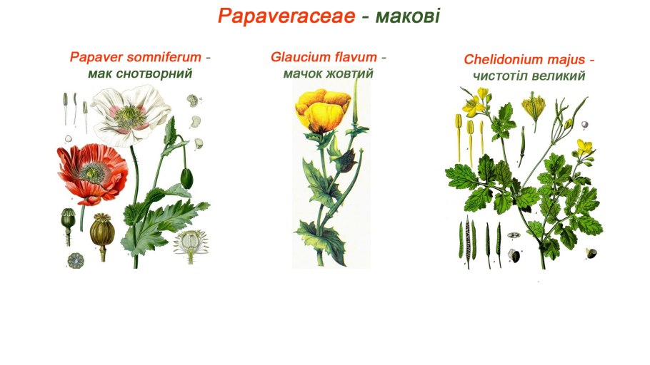 Сложноцветные соцветие корзинка