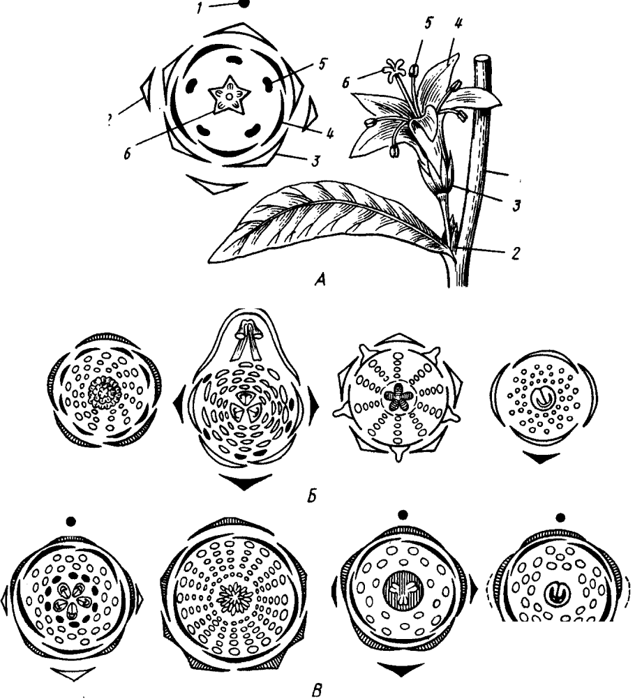 Сложноцветные масличные