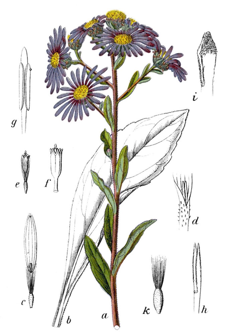 Диаграмма язычкового цветка сложноцветных