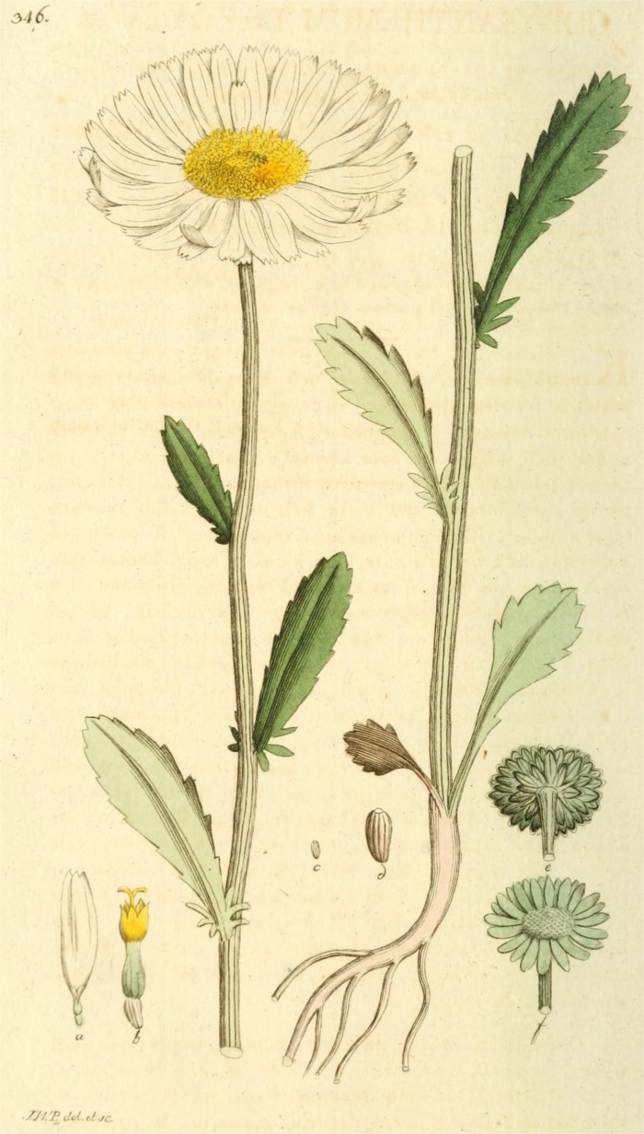 Бородавник обыкновенный Ботанический рисунок