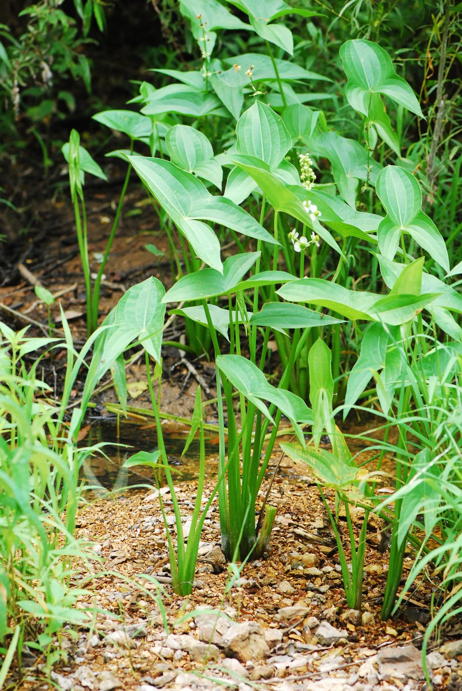 Частуха ланцетолистная