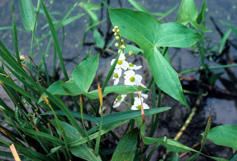 Стрелолист Sagittaria sagittifolia