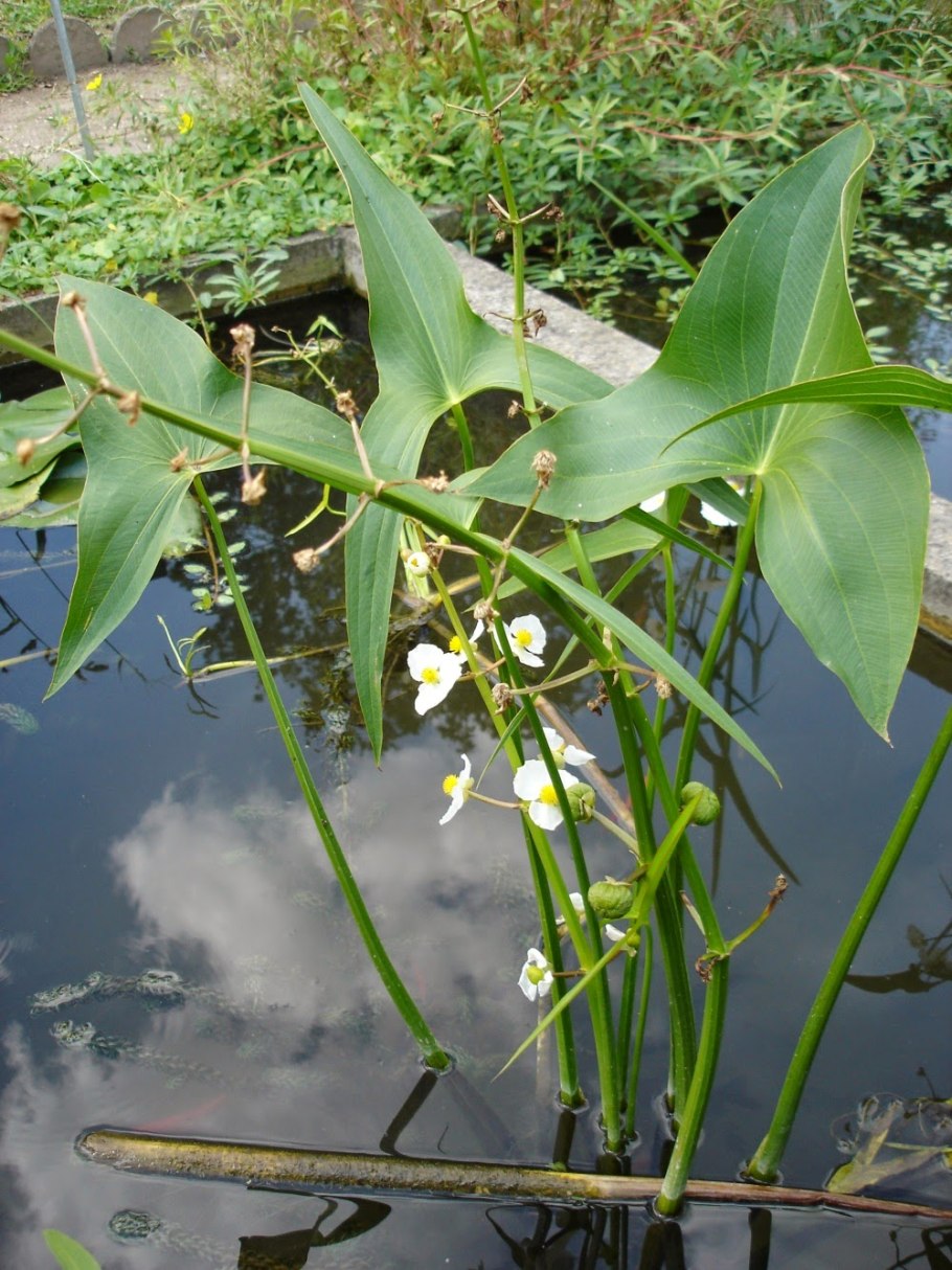 Стрелолист обыкновенный (Sagittaria sagittifolia)