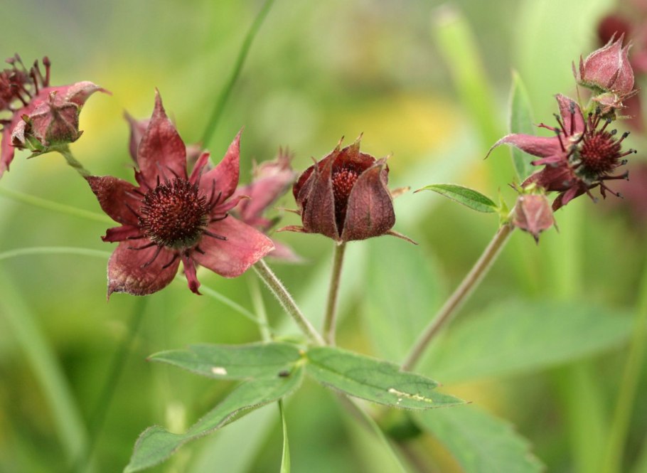 Семена сабельника болотного фото