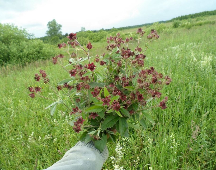 Сабельник болотный при диабете