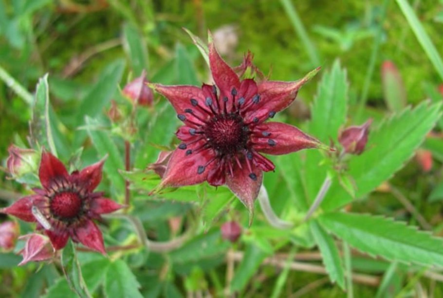 Сабельник болотный (Comarum palustre)