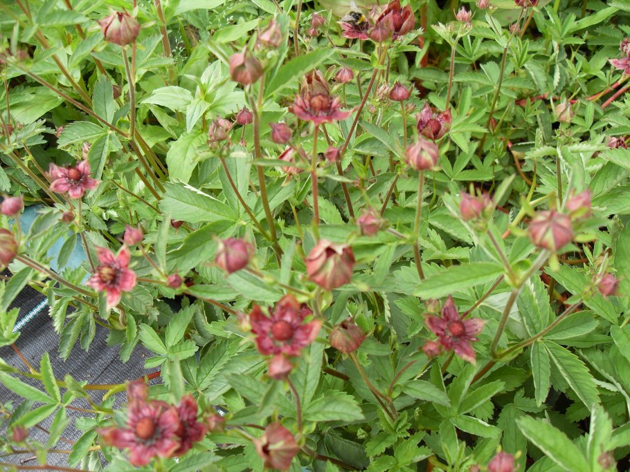 Сабельник болотный