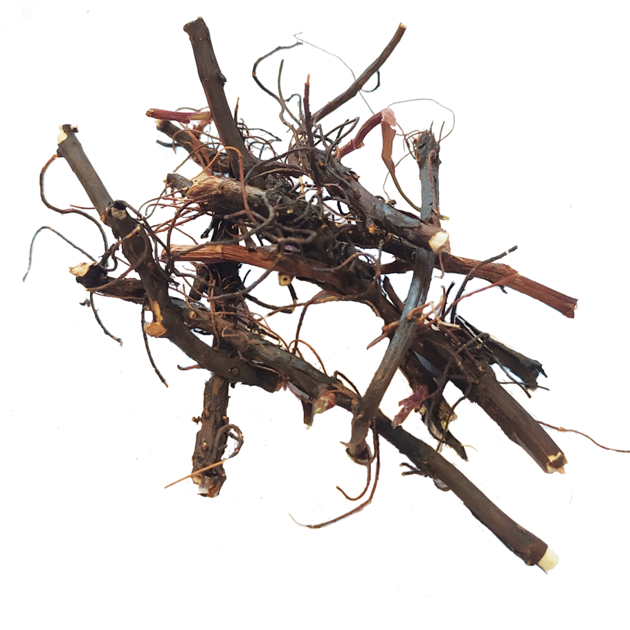 Сабельник болотный плод