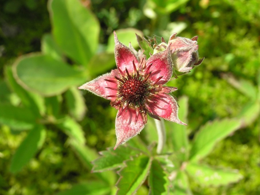 Сабельник трава