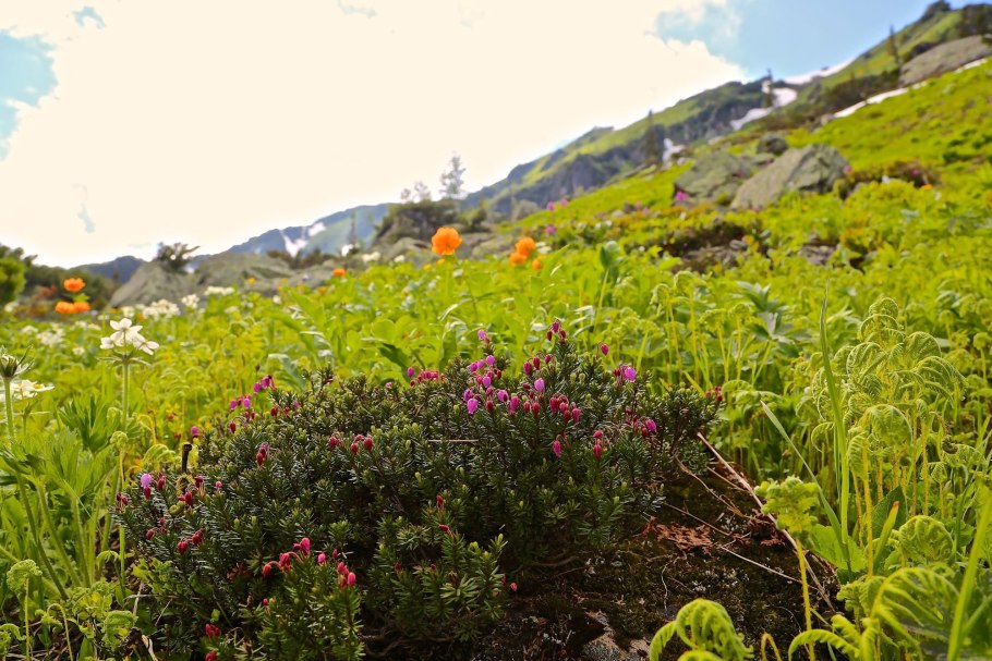 Разнотравье медоносы