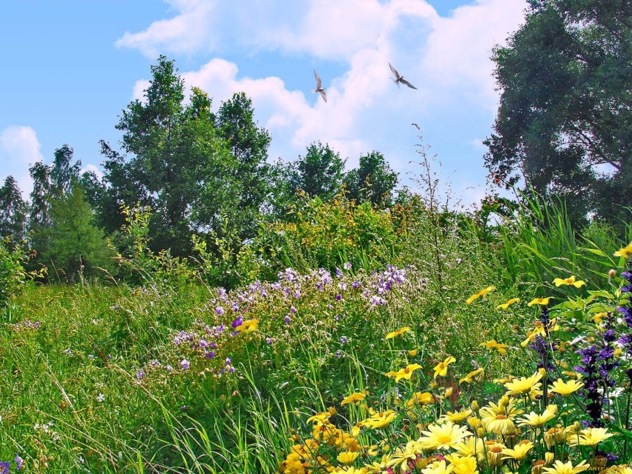 Травянистая растительность