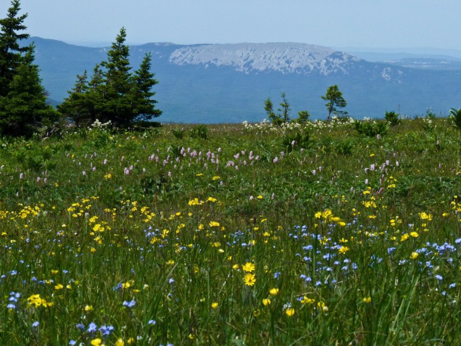 Цветущие Альпийские Луга Алтая