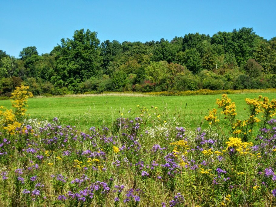 Луговые растения
