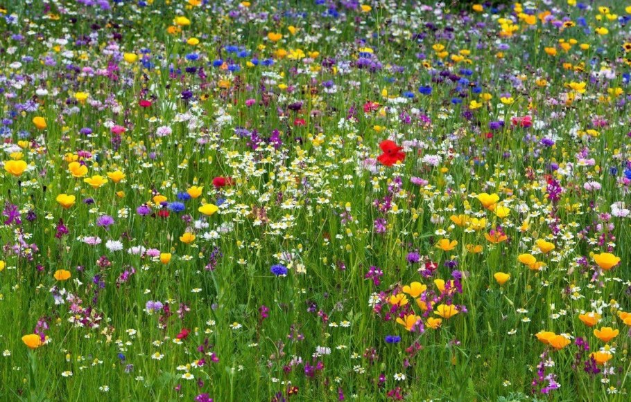 Луга Тульской области