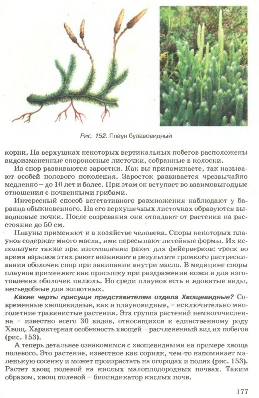 Цикл размножения плауна