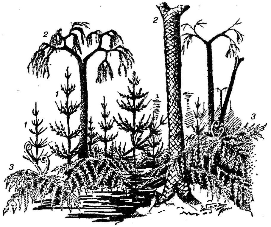 Плаун булавочный среда обитания