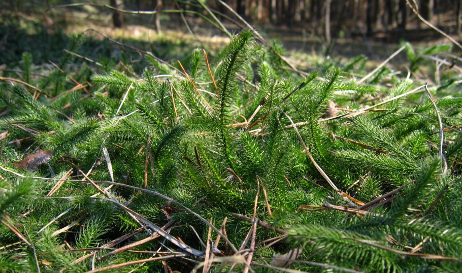 Плаун булавовидный