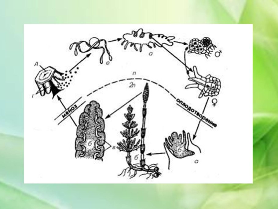 Платон Баранец царство