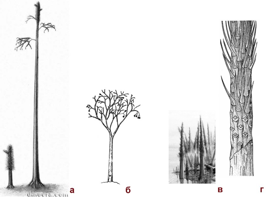 Кистекорневые и короткокорневищные