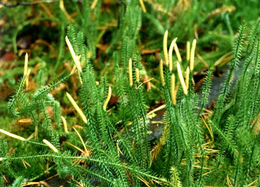 Плаун (Lycopodium)