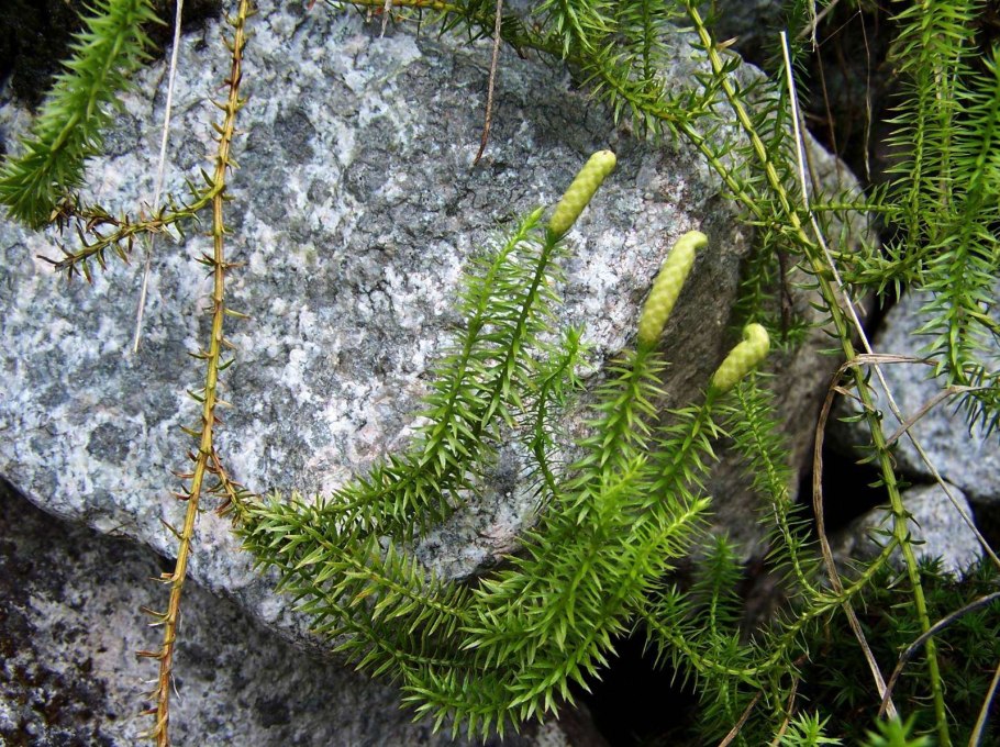 Плаун булавовидный (Lycopodium clavatum)