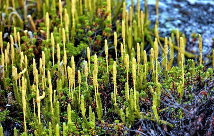 Плаун Баранец