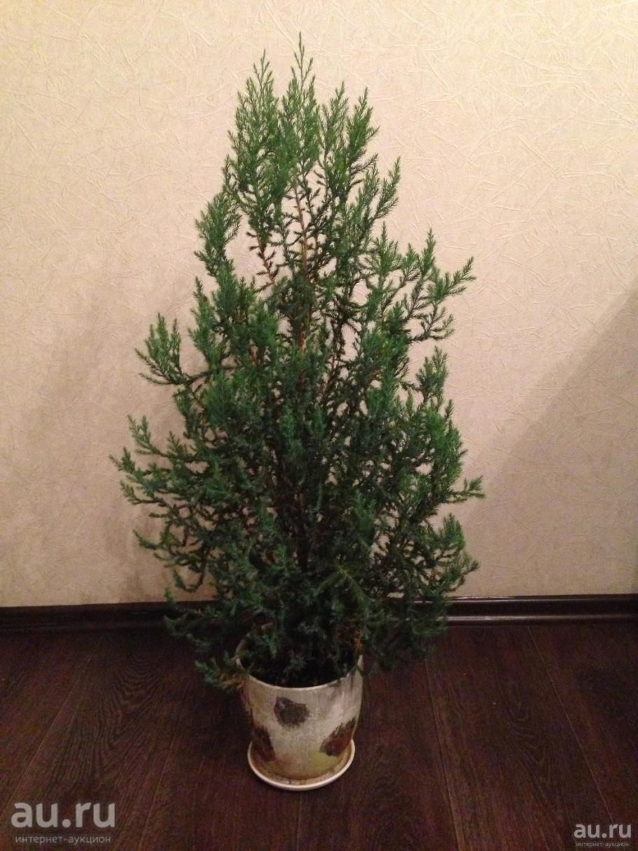 Кипарисовик Лавсона Сноу Вайт