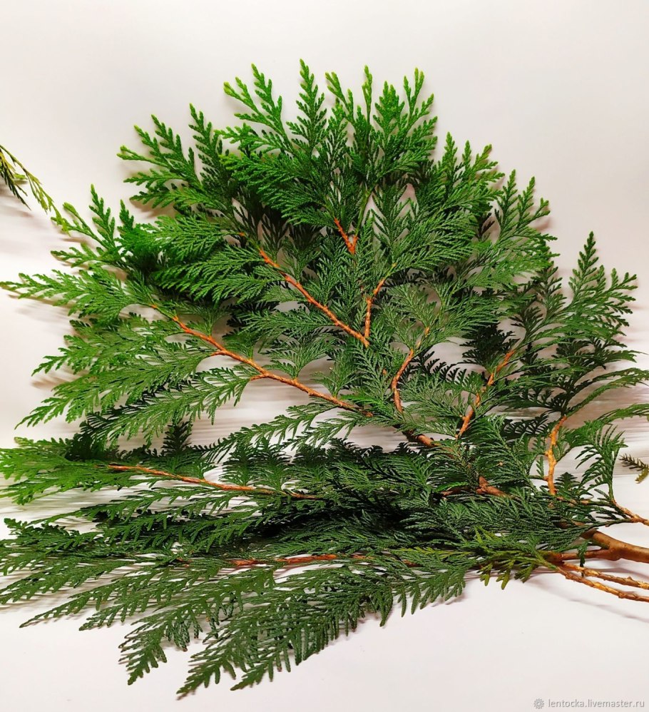 Кипарисовик Элвуди 9/35