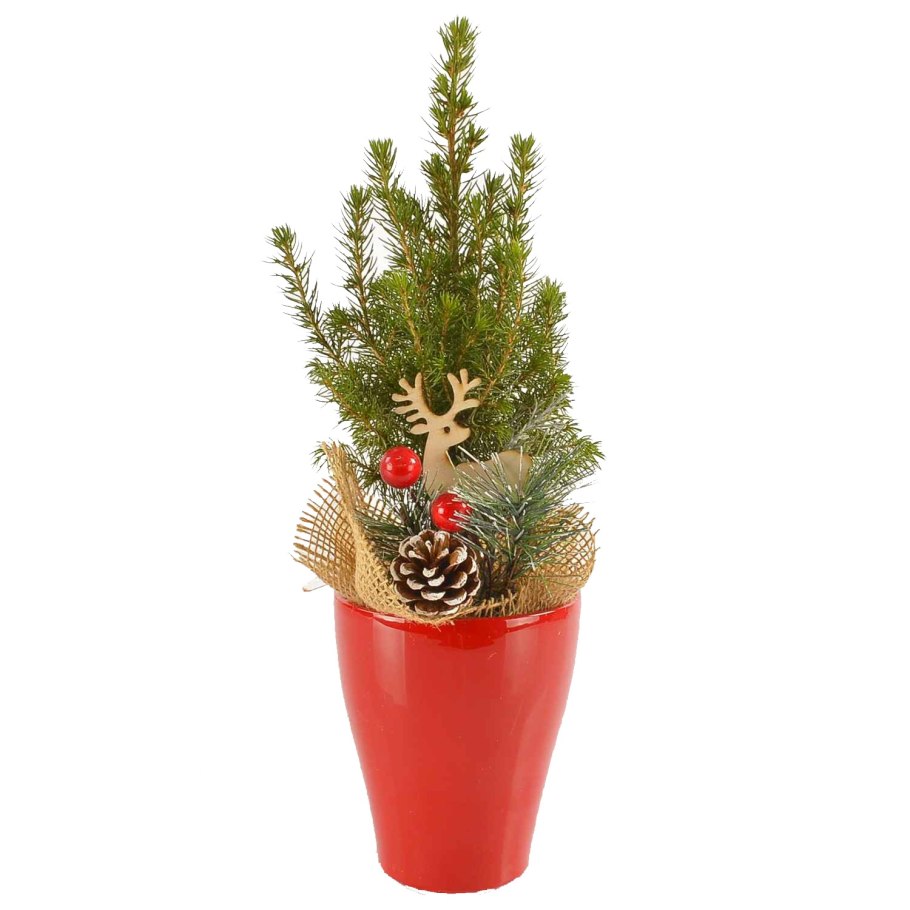 Елка кипарисовик