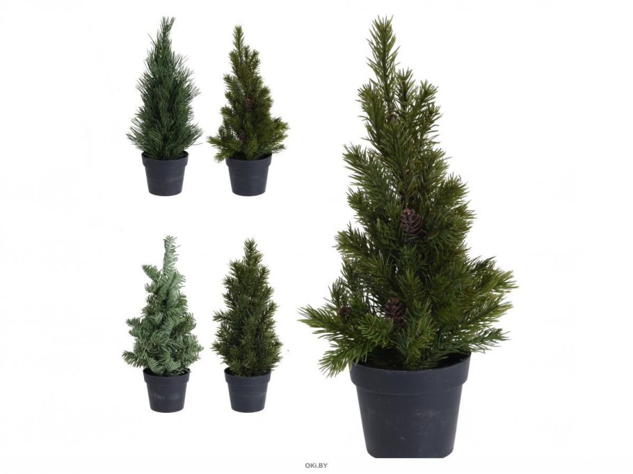 Кипарисовик лимонный