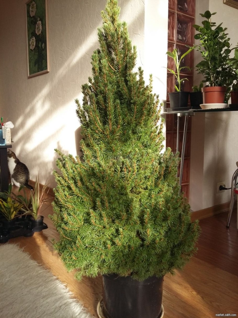 Кипарис Тауэр искусственный