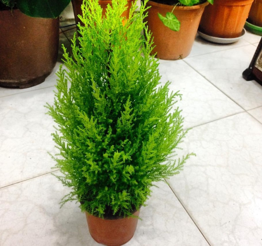 Можжевельник кипарисовик