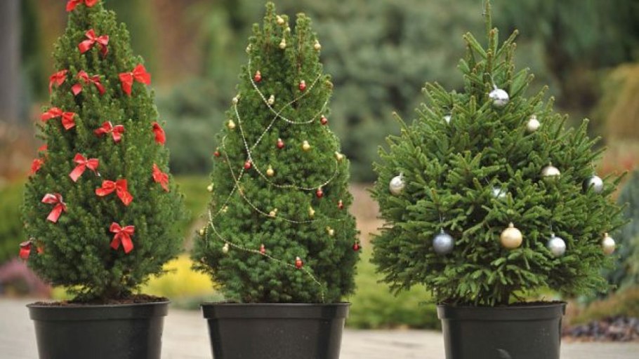 Кипарис Кониферен микс