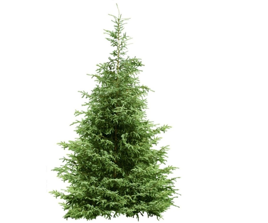 Кипарисовик Конифер