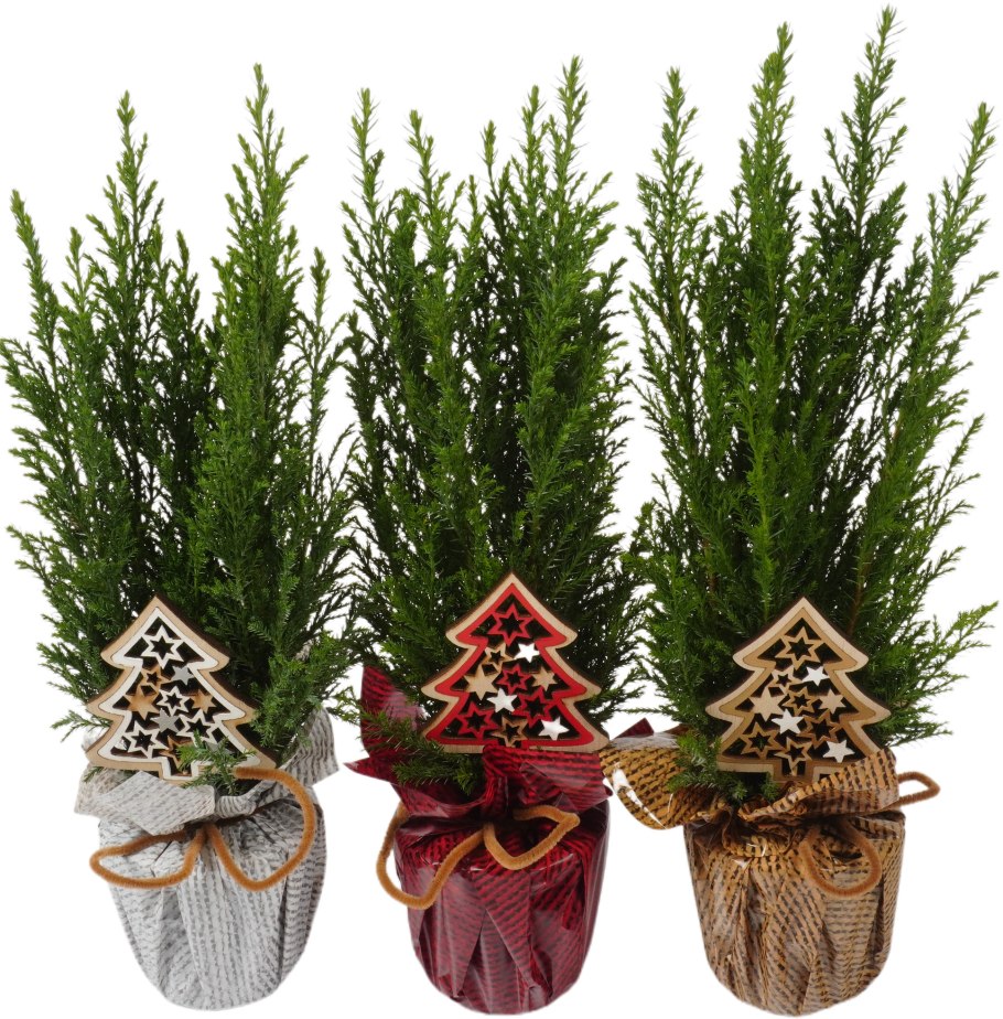 Кипарис Купрессус