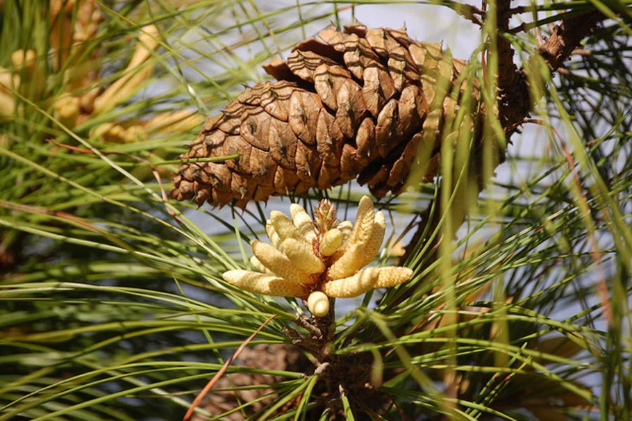 Сосна обыкновенная хвоя и шишки