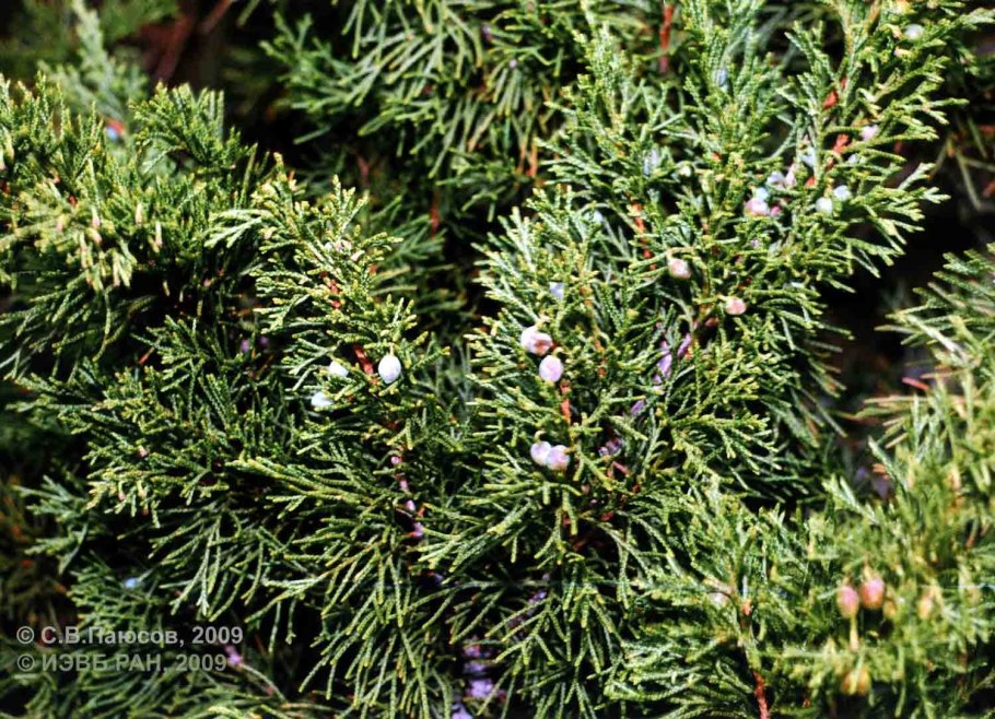 Сосна учебник