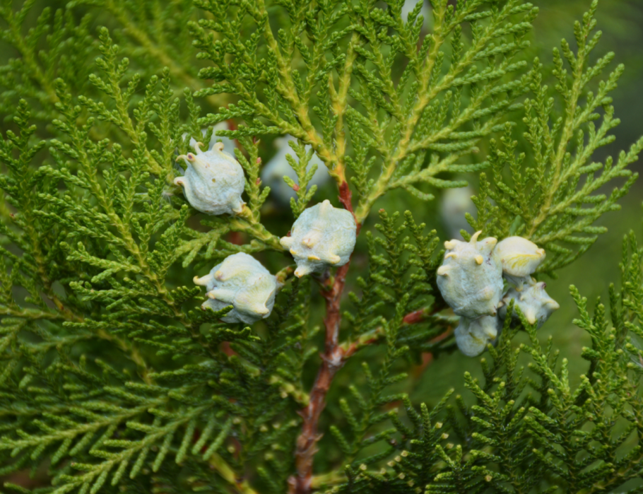 Воллемия благородная