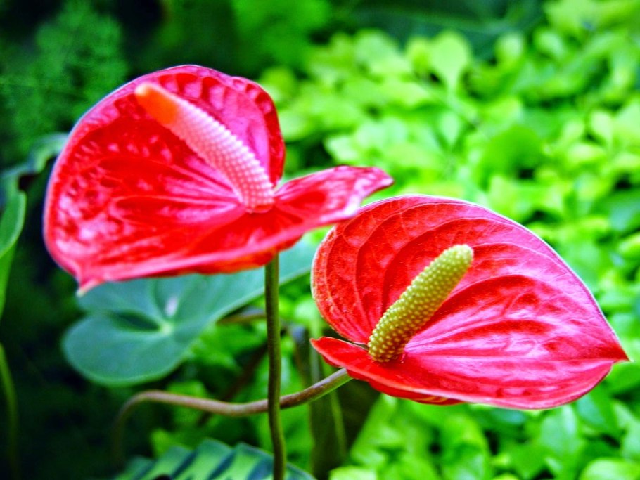 Антуриум Гули