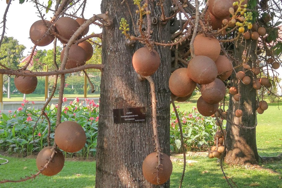 Курупита гвианская пушечное дерево