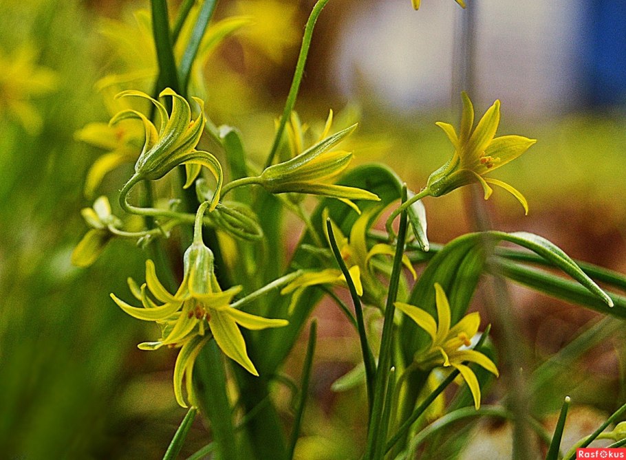 Гусинолук гиенский