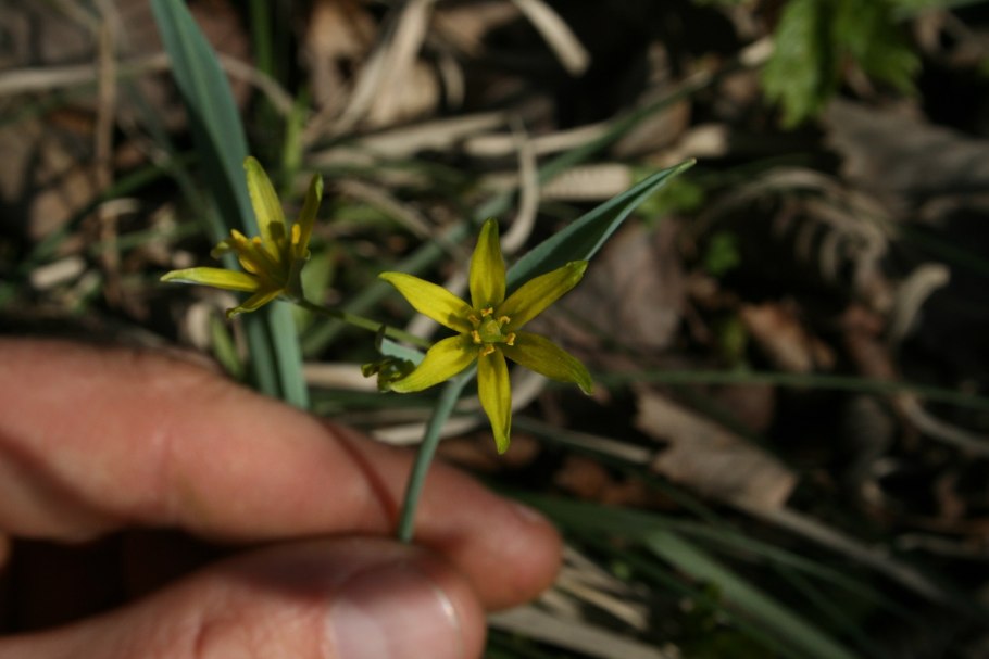 Гусиный лук жёлтый (Gagea lutea)