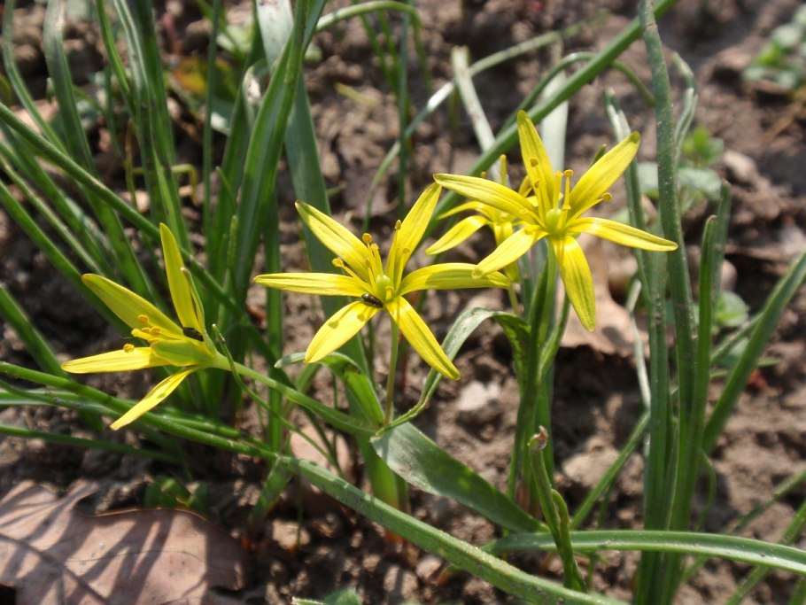 Гусинолук зернистый