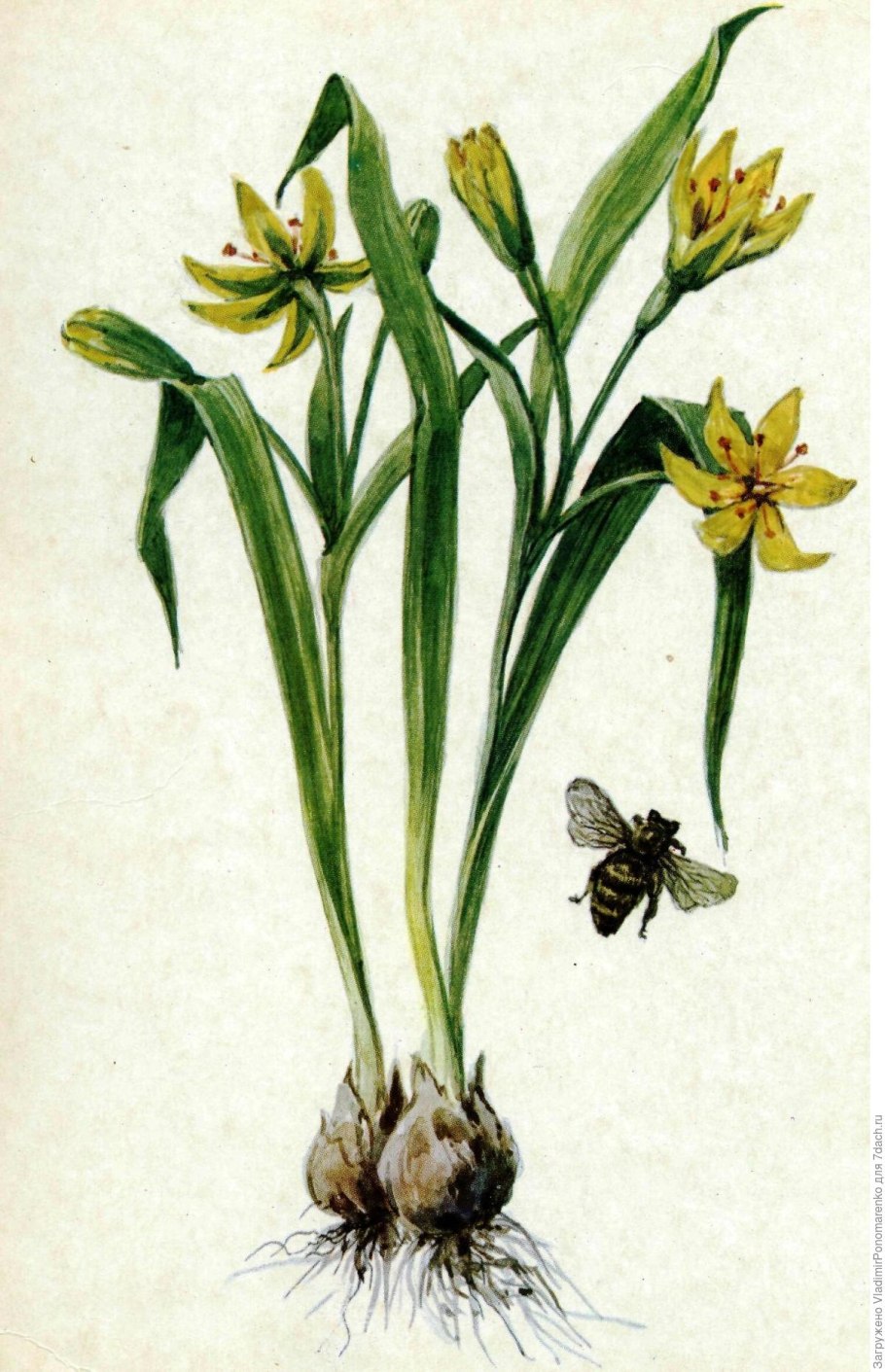 Первоцвет гусиный лук