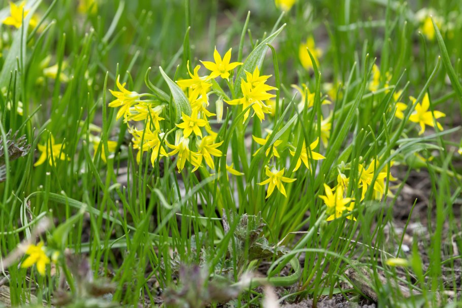 Гусиный лук жёлтый