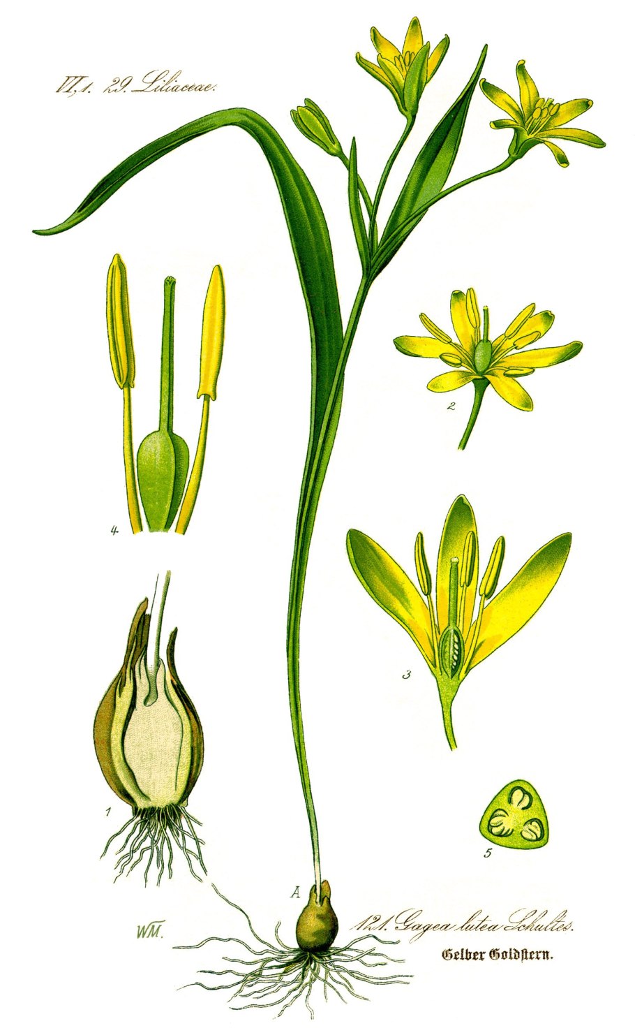 Гусиный лук (Gagea)