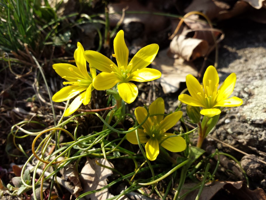 Гусиный лук в Калининградской области