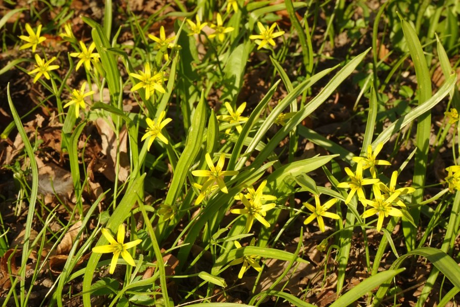 Гусиный лук (Gagea lutea)