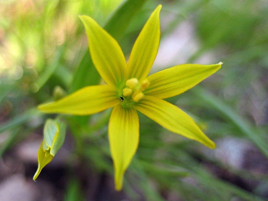 Гусиный лук жёлтый (Gagea lutea)